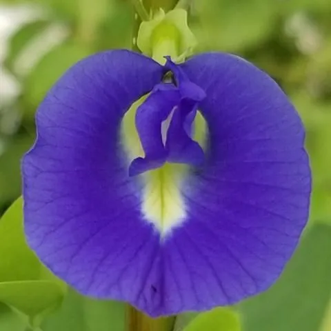 thumbnail for publication: Butterfly Pea (Clitoria ternatea) Flower Extract (BPFE) and Its Use as a pH-Dependent Natural Colorant